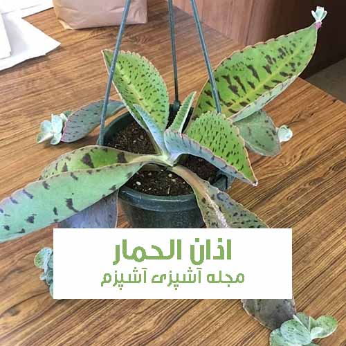 خواص و فواید گیاه اذان الحمار یا گیاه سمفیتون در طب سنتی