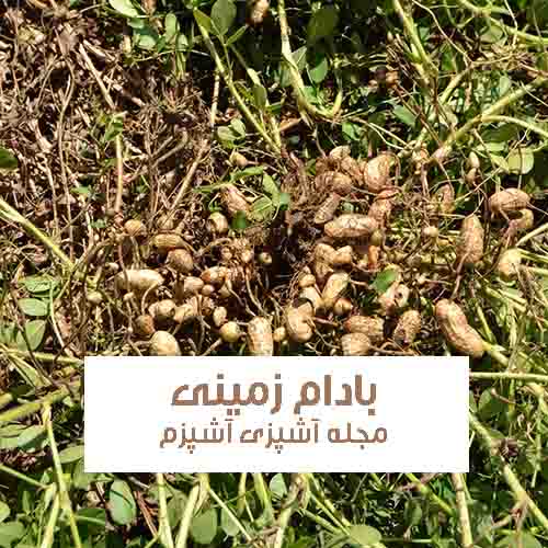 خواص و فواید گیاه بادام زمینی یا پسته شامی در طب