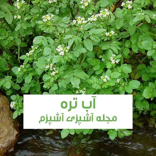 خواص و فواید گیاه آب تره در طب سنتی برای معده ، کبد و کاهش وزن