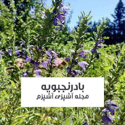 خواص بادرنجبویه برای میگرن ، دستگاه گوارش و تپش قلب خواص بادرنجبویه برای میگرن ، دستگاه گوارش و تپش قلب