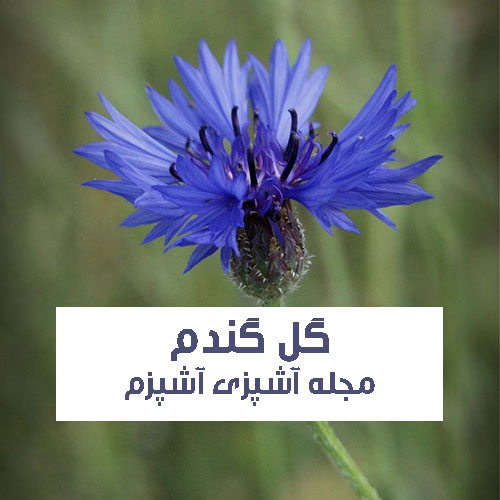 خواص و فواید گل گندم در طب سنتی برای دستگاه گوارش و کلیه ها