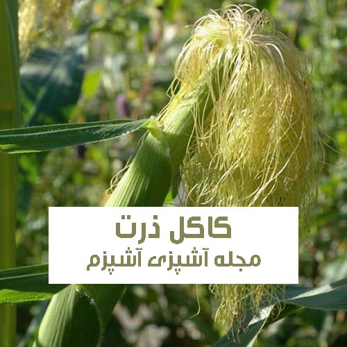 خواص کاکل ذرت در طب سنتی برای کلیه ها و عفونت