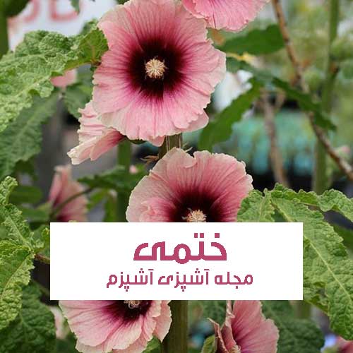 خواص و فواید گل ختمی در طب سنتی برای سرماخوردگی و سوزش و درد مثانه خواص و فواید گل ختمی در طب سنتی برای سرماخوردگی و سوزش و درد مثانه