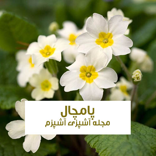 خواص گل پامچال در طب سنتی برای تشنج و سیاه سرفه