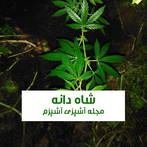 خواص شاه دانه برای مردان و زنان + روش مصرف شاه دانه برای لاغری و زود انزالی