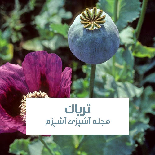 خواص دارویی تخم خشخاش و تریاک در طب سنتی + بیوگرافی