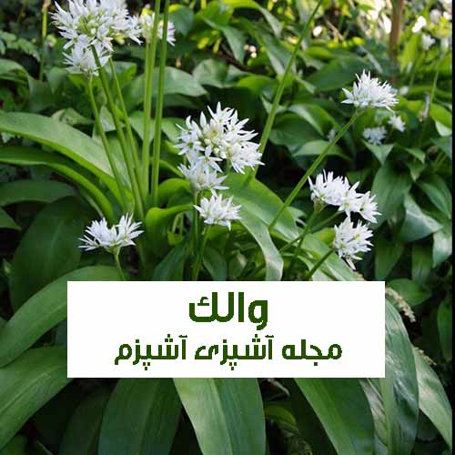 خواص و فواید والک یا سیر کوهی + روش استفاده از والک یا سیر کوهی خواص و فواید والک یا سیر کوهی + روش استفاده از والک یا سیر کوهی