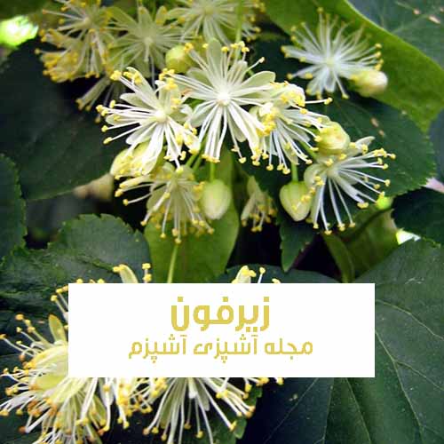 خواص و فواید گیاه زیرفون + روش استفاده از زیرفون در طب سنتی