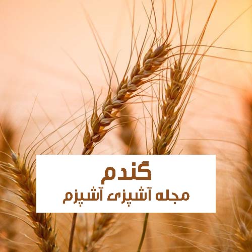 خواص گندم در تب سنتی برای تقویت قوای جنسی و ریزش مو خواص گندم در تب سنتی برای تقویت قوای جنسی و ریزش مو