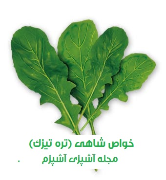 خواص و فواید گیاه شاهی (تره تیزک) + نحوه مصرف شاهی مردان و زنان خواص و فواید گیاه شاهی (تره تیزک) + نحوه مصرف شاهی مردان و زنان